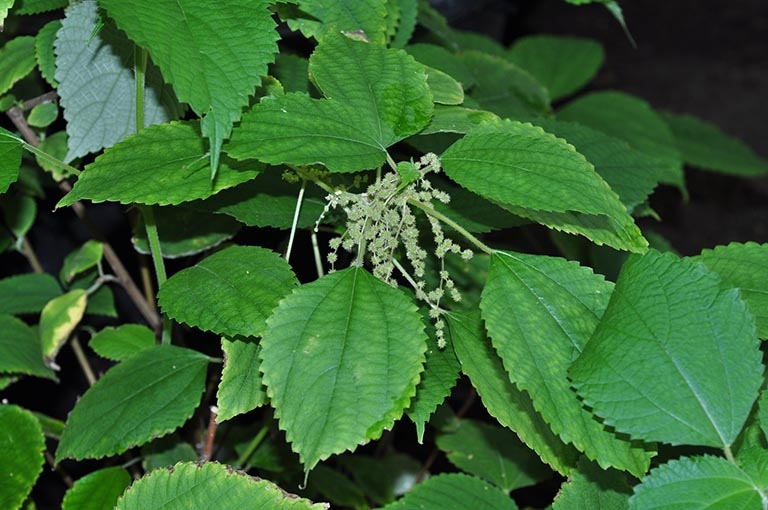 Nông dân thu tiền đều mỗi năm từ loại cây mọc hoang ven đường